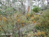 Snowy Mountains - Kosciuszko NP - Flora